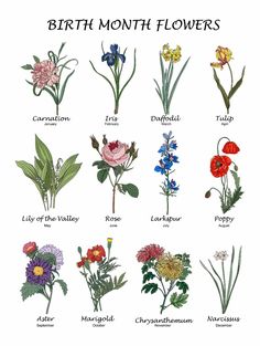 an image of different types of flowers in the wildflowers and their names are shown