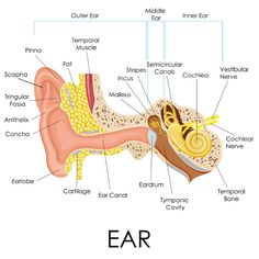 an ear labeled with all the parts labelled