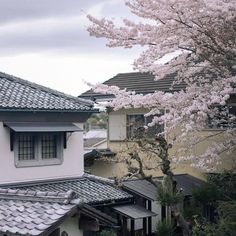 the roofs of houses are covered in white flowers and trees with blossoming blossoms on them