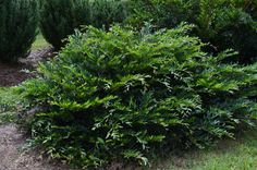 some very pretty green bushes in the grass