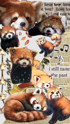 a collage of red pandas and other animals with words written in the background