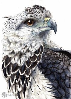 a drawing of an eagle with brown eyes