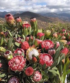 a bunch of flowers that are sitting in the grass with mountains in the back ground