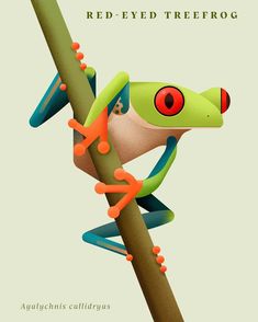 a red - eyed tree frog climbing on a branch