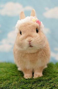 a small rabbit with a flower on its head is sitting in the grass and looking at the camera