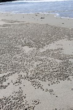 the sand is covered with small balls on the beach