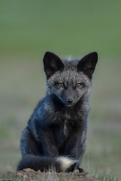 a small gray fox sitting on top of a grass covered field