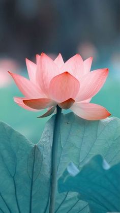 a pink lotus flower sitting on top of a green leaf