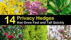 four different pictures with the words privacy hedges that grow fast and fall quickly