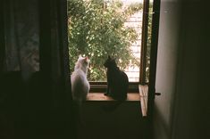 two cats are sitting on the window sill looking out at the tree outside in the dark