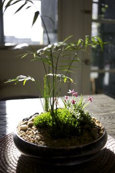 a potted plant sitting on top of a wooden table