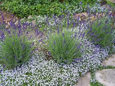 purple and white flowers are growing in the garden