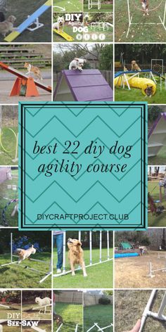 the best diy dog agility course for dogs and their owners is featured in this collage