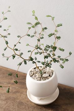 a small plant in a white pot with rocks and green leaves on the table next to it