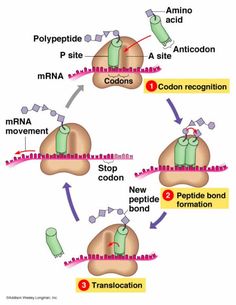 the diagram shows how an animal cell is attached to its own organ and functions in which it