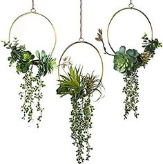 three hanging planters with plants in them on a white background, one is round and the other is circular