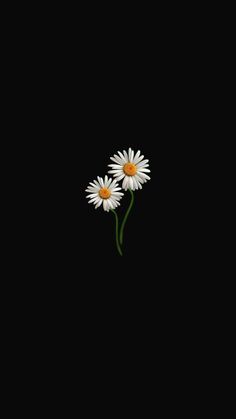 two white daisies on a black background