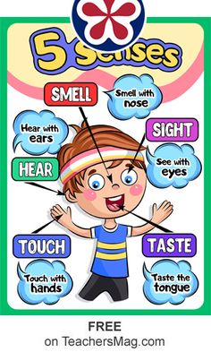 the five senses poster for kids