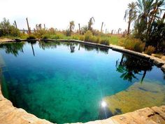 a pool with clear blue water surrounded by palm trees and rocks in the middle of an arid area