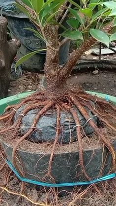 Bonsai Diy, Bonsai Nursery, Bonsai Forest, Bonsai Tree Types, Bonsai Ideas, Bonsai Techniques, Bonsai Styles, Unique Trees, Bonsai Garden