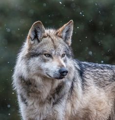 a wolf standing in the snow looking at something