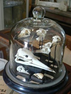 a glass clochel with various types of skulls in it on a wooden table