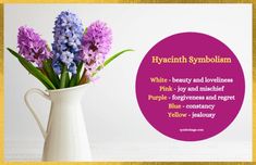 Symbolism of hyacinth flowers in different colours. Yellow Hyacinth, Pink Hyacinth, Flower Symbolism, Hyacinth Flower, White Hyacinth, Blue Hyacinth, Purple Hyacinth