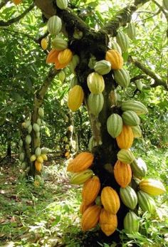 the fruit is growing on the tree in the forest