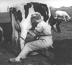 an old black and white photo of a man milking a cow in a field