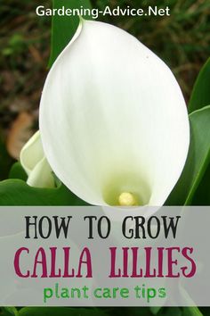 a white flower with the words how to grow calla lilies plant care tips