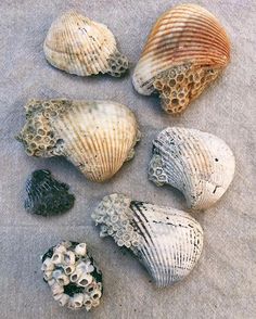 several seashells are arranged on a gray surface, including one with black and white shells