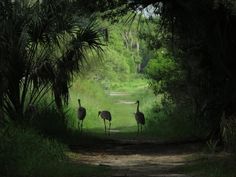 three ostriches walking down a dirt road in the woods