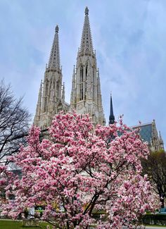 a tree with pink flowers in front of a cathedral