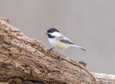 a black and white bird sitting on top of a tree branch in front of a gray background