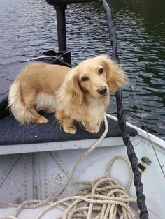 a dog is sitting on the front end of a boat with rope attached to it