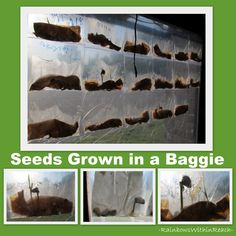 seed grown in a baggie is shown with pictures of the growing plants inside it