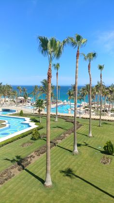 palm trees in the foreground and blue water in the background