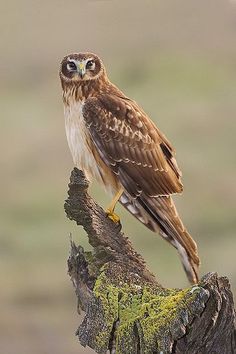 an owl sitting on top of a tree branch in the wild with green grass behind it