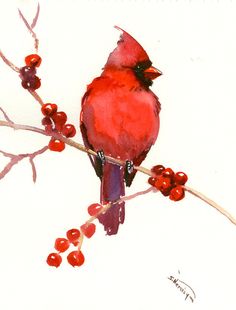 a watercolor painting of a cardinal sitting on a branch with berries