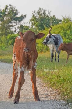 two cows are walking down the road in front of some trees and grass, one is looking at the camera