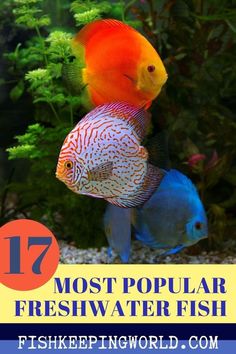 two colorful fish in an aquarium with the words 17 most popular fresh water fish