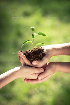 two hands holding a small plant with dirt on it in the grass - stock photo - images