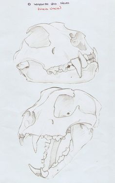 two drawings of the same animal's skull