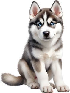 a husky dog with blue eyes sitting down