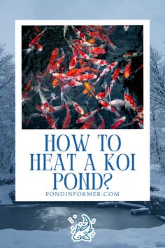 Article about how to heat a koi pond, exploring methods, costs, and tips to maintain a warm and healthy environment for your koi during winter.

Koi pond heating methods, Pond heater costs, Winter pond care