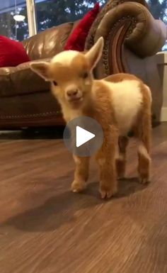 a baby goat standing on top of a wooden floor