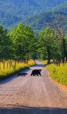 three black bears crossing the road in front of some trees and grass with mountains in the background