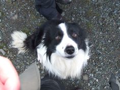 a black and white dog sitting on top of a gravel covered ground next to someone's feet