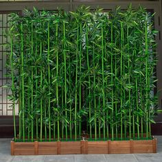 a tall green bamboo plant in front of a door with wooden slats on the sides