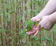 a person is picking leaves from a plant